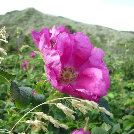 Friesenhof Wenningstedt-Braderup